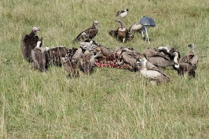 3 Day Private 4x4 Jeep Tour in Masai Mara Safari - Price and the value of three days