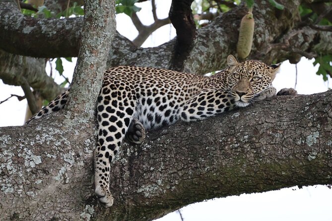 3 Day Private Tour in Maasai Mara with Lodge Luxury with Jeep - Leaving Nairobi for the Great Rift Valley