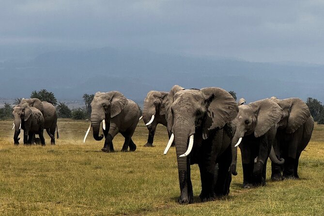 3 Day Private Tour in Maasai Mara with Lodge Luxury with Jeep - The first Maasai Mara game drive