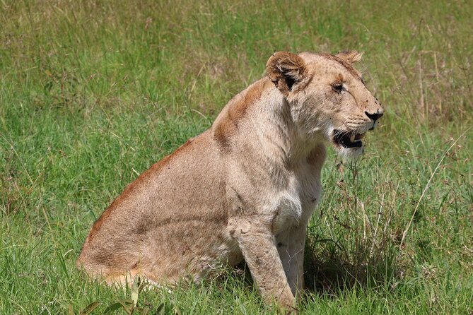 3 Day Private Tour in Maasai Mara with Lodge Luxury with Jeep - The Big Five and realistic safari expectations