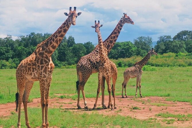 3-Day Private Tour in Tsavo West National Parks - Two parks, two moods, one long safari