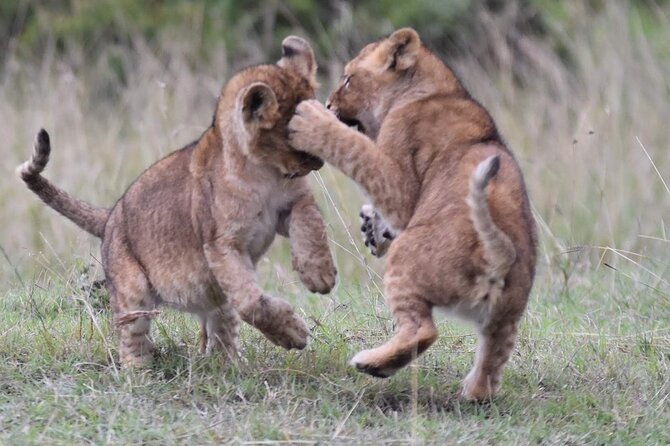 3-Day Private Tour in Tsavo West National Parks - The final morning and the ride back to Nairobi