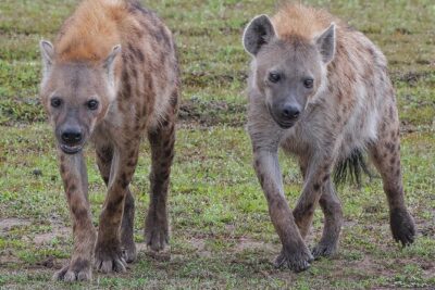 3-Day Private Tour in Tsavo West National Parks