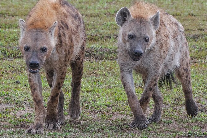 3-Day Private Tour in Tsavo West National Parks - Moving into Tsavo West on Day 2