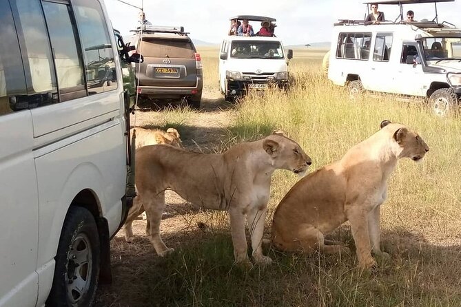 3 Day Private Wild Safari Tour in Maasai Mara - Reaching Maasai Mara for the evening drive