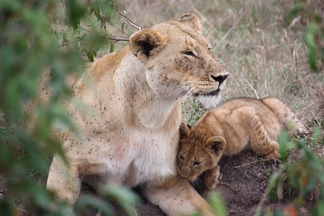 3-Day Safari Tour in two National Parks - Key points at a glance