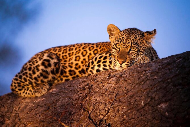 3-Day Safari Tour in two National Parks - Why this Diani safari works so well