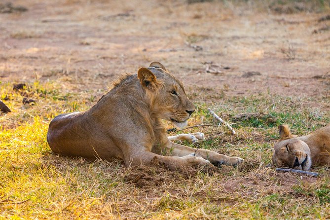 3-Day Samburu safari from Nairobi - Day 1: arriving in Samburu for an afternoon drive
