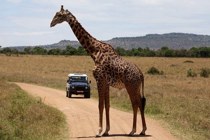 3-Day Sweetwaters: Ol Pejeta Conservancy Safari from Nairobi - Ol Pejeta gives a short safari serious purpose
