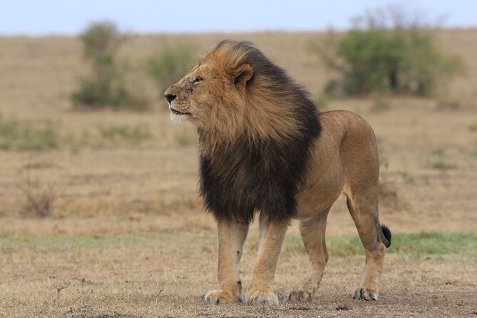 3-Day Sweetwaters: Ol Pejeta Conservancy Safari from Nairobi - Day two: two long drives across Ol Pejeta