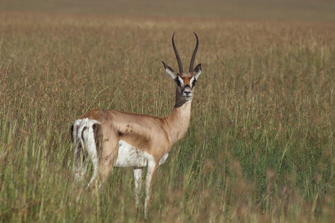3-Day Sweetwaters: Ol Pejeta Conservancy Safari from Nairobi - Day three: one final look before Nairobi