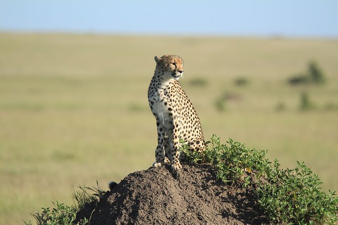 3-Day Sweetwaters: Ol Pejeta Conservancy Safari from Nairobi - Who will get the most from this safari