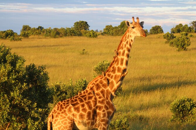 3-Day Tsavo East and Tsavo West Safari - Day three: Mzima Springs and the long return
