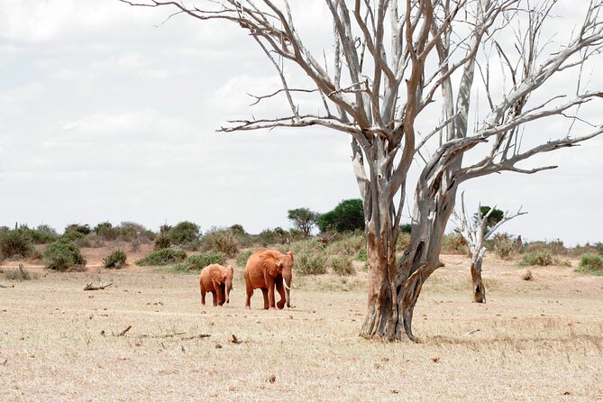 3-Day Tsavo East and Tsavo West Safari - What the private 4x4 changes