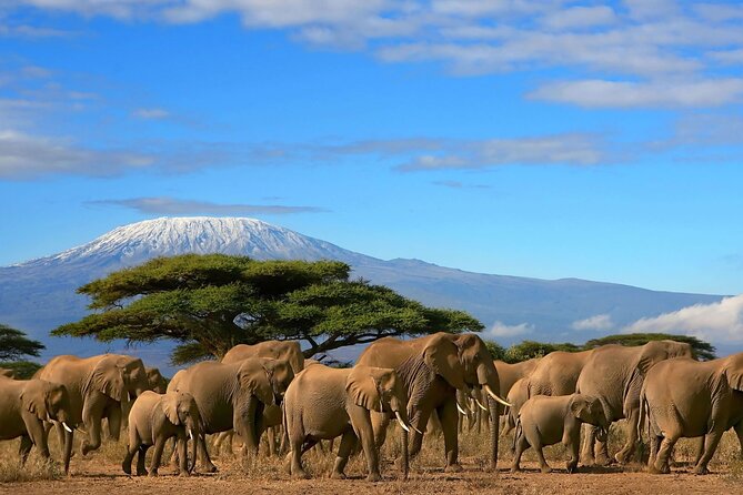 3 Days 2 Nights Amboseli National Park Tour - Why Amboseli works so well for a short safari