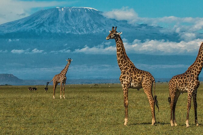 3 Days 2 Nights Amboseli National Park Tour - Who should book this Amboseli safari