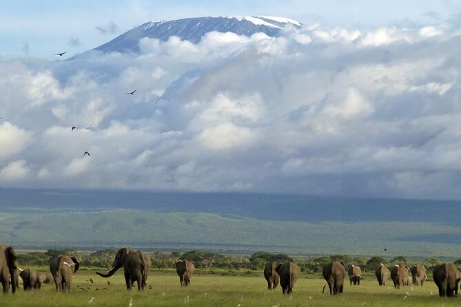 3 Days 2 Nights Amboseli National Park Tour - Day 1: arriving beneath Mount Kilimanjaro