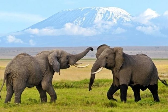 3 Days 2 Nights Amboseli Safari - Why Amboseli makes a strong short safari