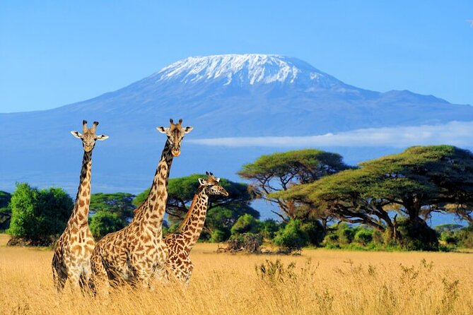 3 Days 2 Nights Amboseli Safari - Timing, weather, and what to pack