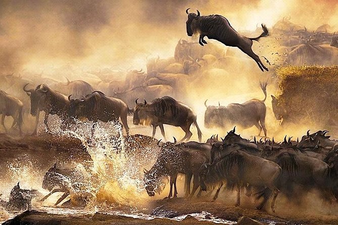 3 days 2 nights budget group safari to Maasai Mara National Reserve - Day two: the serious game-viewing day