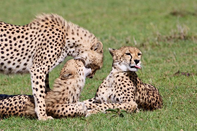 3 Days 2 Nights in Maasai Mara via The Great Rift Valley - Who will like this safari most