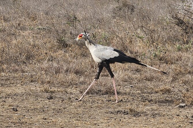 3 Days - 2 Nights Maasai Mara from Nairobi - What the private Jeep adds to the trip