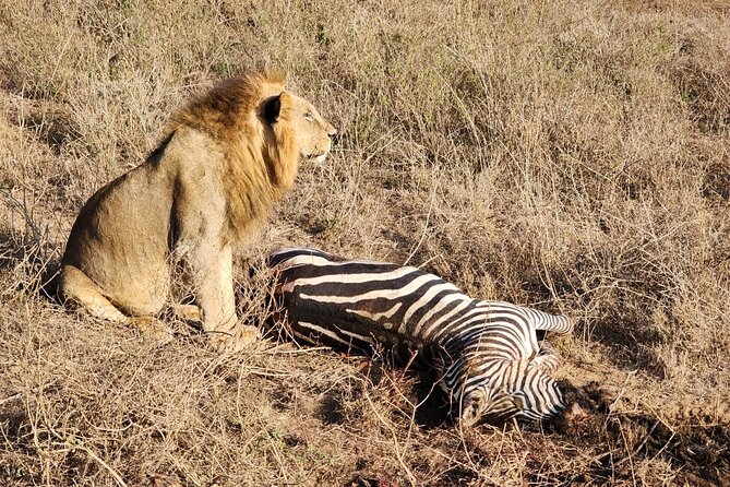 3 Days - 2 Nights Maasai Mara from Nairobi - Meals, lodging, and the real value of $800