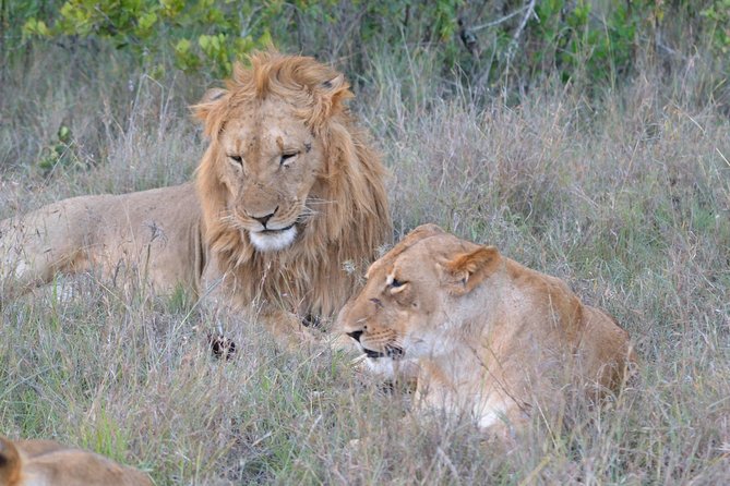 3 days, 2 nights Maasai Mara Game Reserve - The first afternoon in Maasai Mara