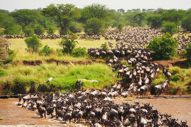 3 Days 2 Nights Maasai Mara Group Safari by 4WD From Nairobi - Key points to know before booking