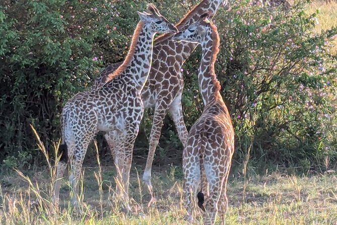 3 Days 2 Nights Maasai Mara Group Safari by 4WD From Nairobi - The main event: a full day inside Maasai Mara