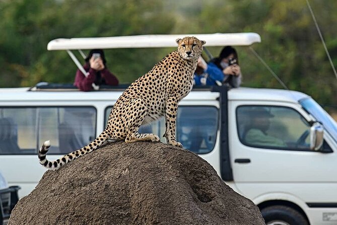 3 Days 2 Nights Maasai Mara Group Safari by 4WD From Nairobi - What the driver guide adds to the experience