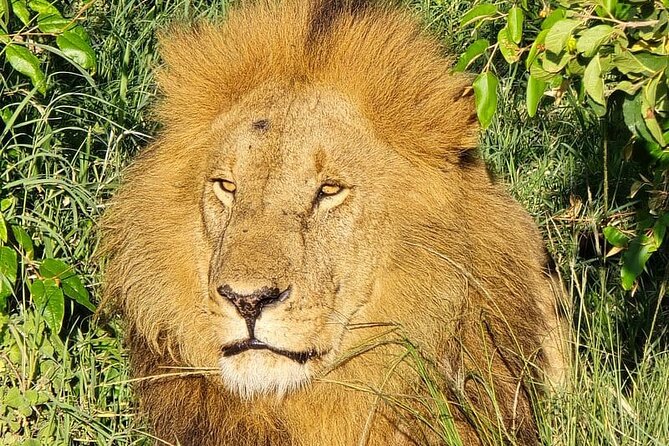 3 Days 2 Nights Maasai Mara Group Safari by 4WD From Nairobi - Day three: breakfast and the return to Nairobi