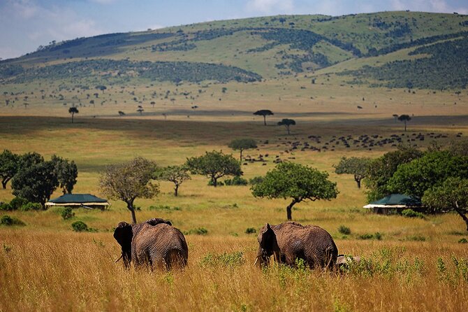 3 Days 2 Nights Maasai Mara National Reserve Joining Safari - Key points to know before booking