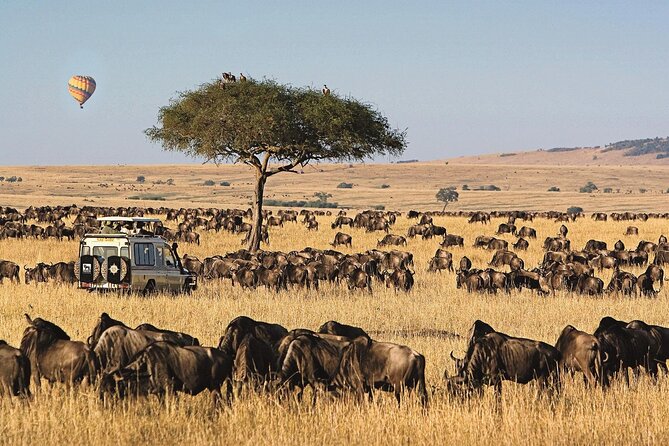 3 Days 2 Nights Maasai Mara National Reserve Joining Safari - The guide can shape the entire safari