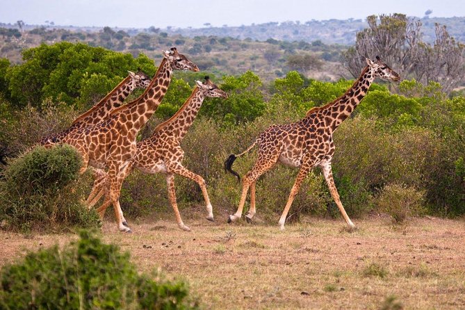 3 Days 2 Nights Masai Mara Joining Safari From Nairobi - Day three: a final dawn drive and the long road back