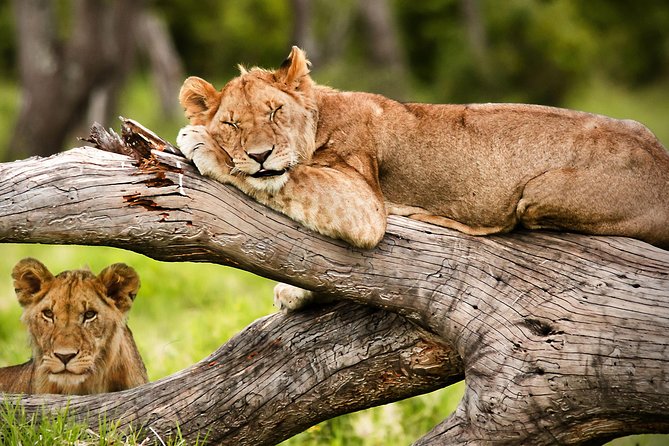 3 Days 2 Nights Masai Mara Joining Safari From Nairobi - Food and camping: useful, simple, and worth clarifying