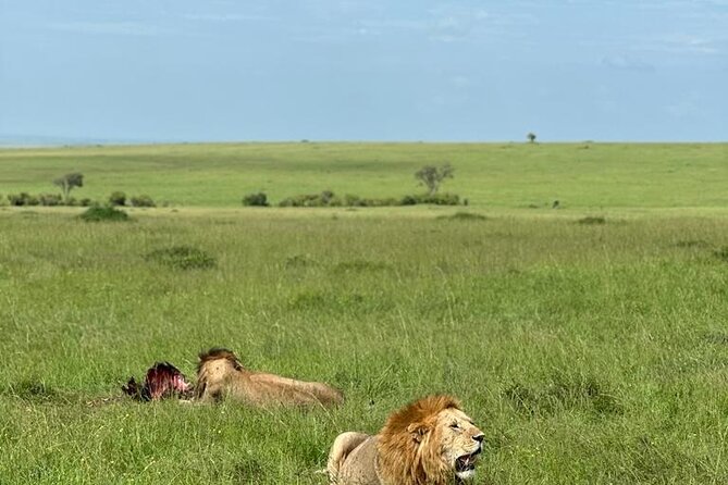3 Days 2 Nights Masai Mara Road Transport Safari - Why this three-day safari works