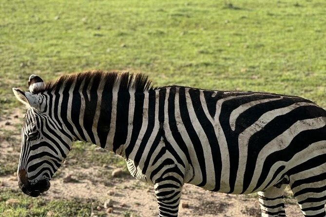 3 Days 2 Nights Masai Mara Road Transport Safari - What the $360 price really covers