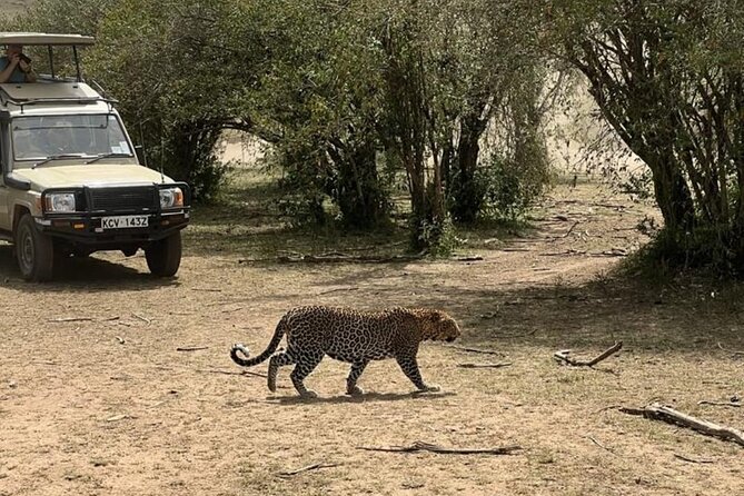 3 Days 2 Nights Masai Mara Road Transport Safari - Practical advice for choosing this trip