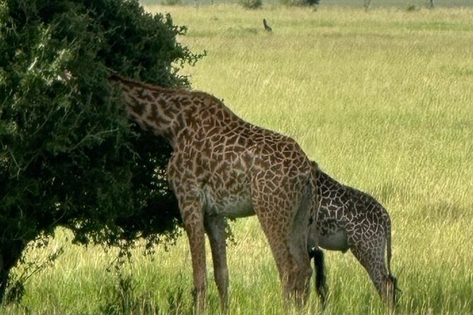 3 Days 2 Nights Masai Mara Road Transport Safari - Leaving Nairobi for the Great Rift Valley