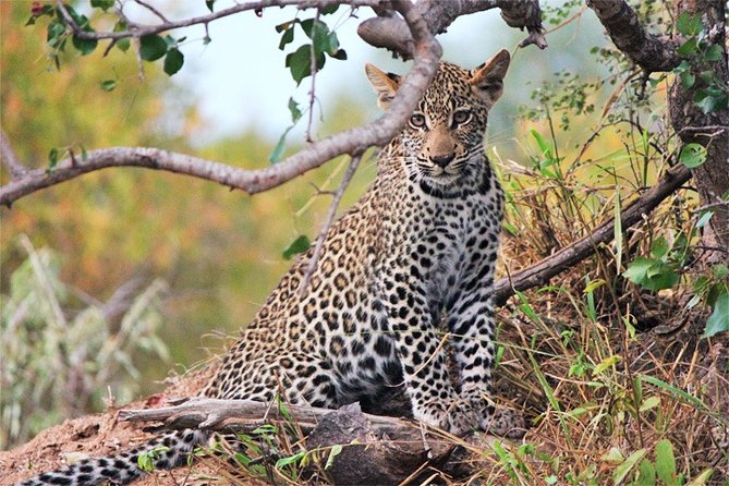 3 Days, 2 Nights Safari - Amboseli National Park and Tsavo West Adventure Safari - Day 1: Tsavo West, red elephants, and volcanic country