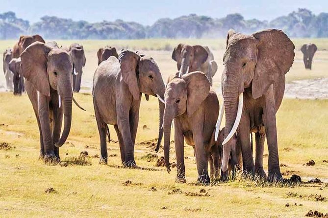3 Days, 2 Nights Safari - Amboseli National Park and Tsavo West Adventure Safari - Day 3: Amboseli’s morning light and Observation Hill