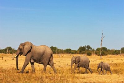 3 Days, 2 Nights Safari – Amboseli National Park and Tsavo West Adventure Safari