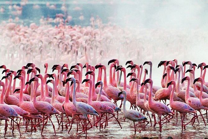 3 Days, 2 Nights Safari - Amboseli National Park and Tsavo West Adventure Safari - What the private safari vehicle changes