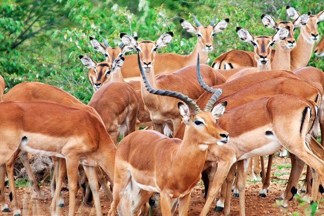 3 Days, 2 Nights Safari - Amboseli National Park and Tsavo West Adventure Safari - Meals, park fees, and the $845 price