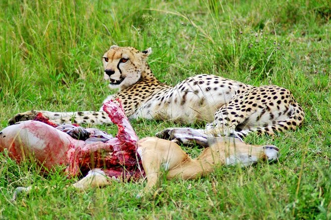 3 Days, 2 Nights Safari - Amboseli National Park and Tsavo West Adventure Safari - Who should book this safari