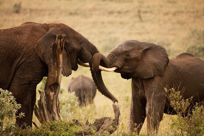 3 Days, 2 Nights Safari - Luxury Maasai Mara from Kisumu/Nairobi - Day one: lunch, acacia country, and the first game drive