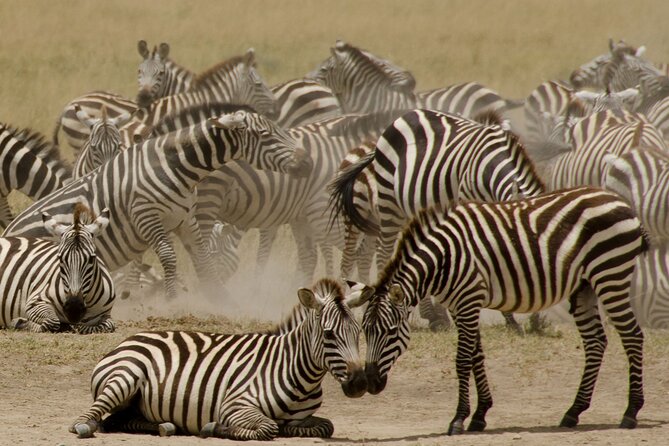 3 Days, 2 Nights Safari - Luxury Maasai Mara from Kisumu/Nairobi - What the four ratings tell you about the experience