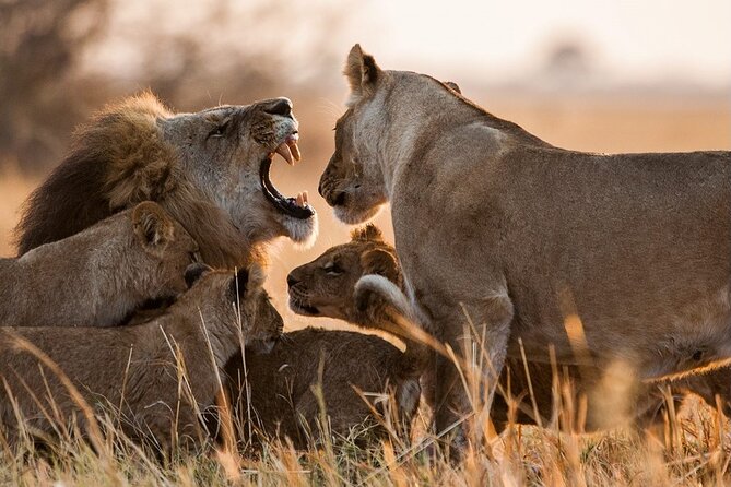 3 Days, 2 Nights Safari - Luxury Maasai Mara from Kisumu/Nairobi - Day two: the full safari day that makes the schedule worthwhile