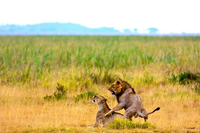 3 days, 2 nights safari to Amboseli National park from Nairobi - Day two: Kilimanjaro, wildlife, and Observation Hill